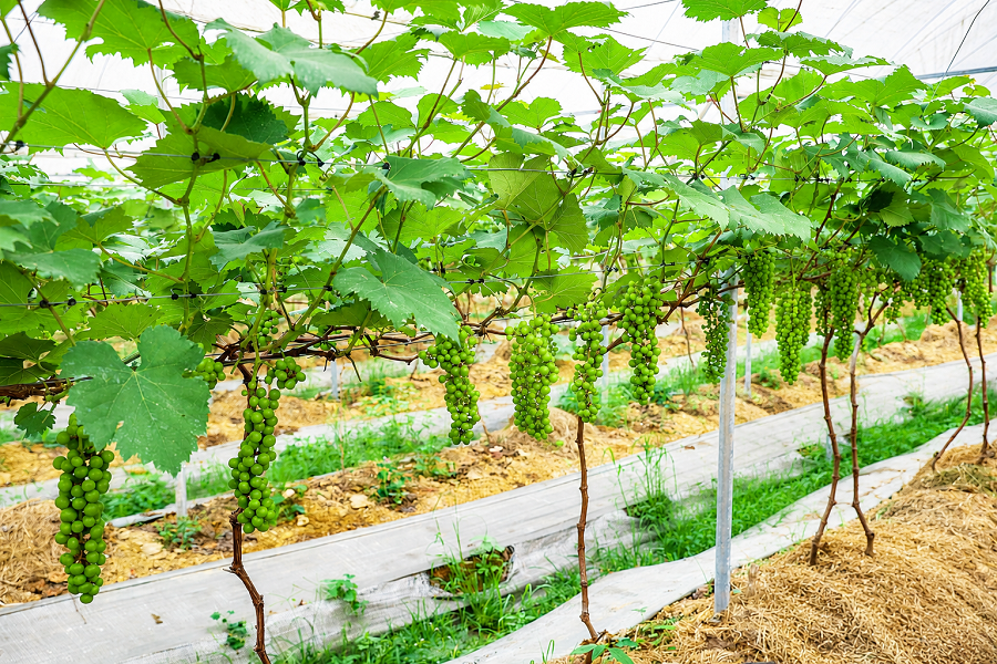 Đông Mai đẩy mạnh giảm nghèo thông tin, phát triển kinh tế hiệu quả