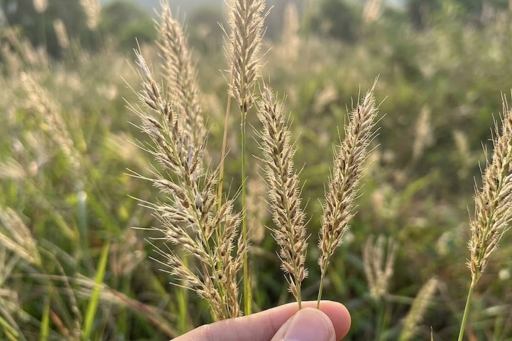 Loại cỏ mọc hoang là vị thuốc trị tiểu buốt, tiểu rắt