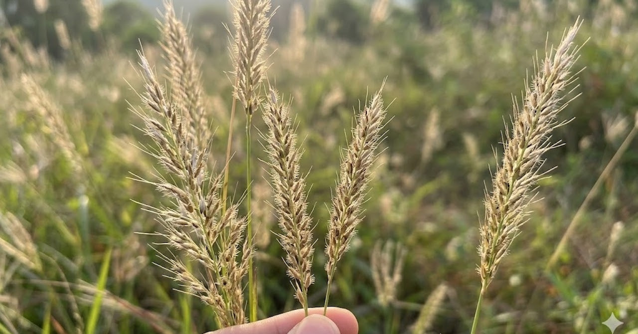 Loại cỏ mọc hoang là vị thuốc trị tiểu buốt, tiểu rắt