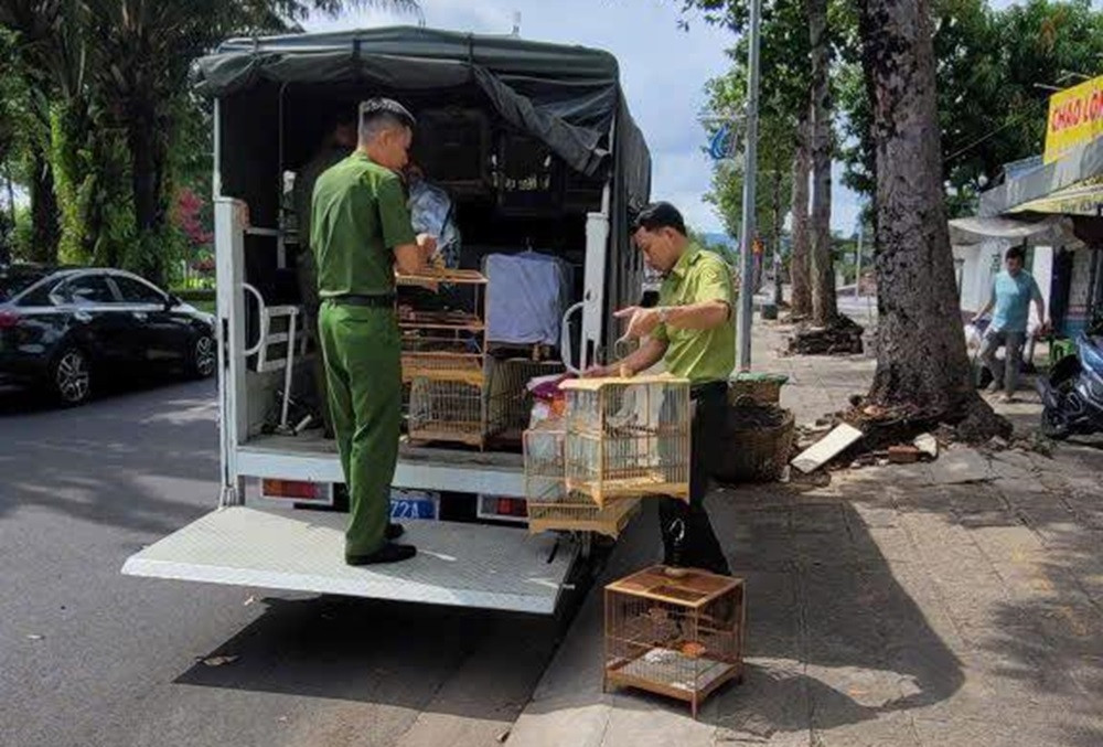Đơn vị kiểm lâm lên tiếng vụ tạm giữ 35 con chim chào mào ở TPHCM