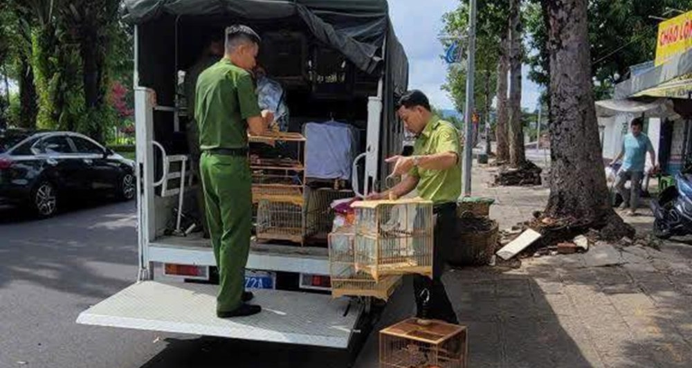 Đơn vị kiểm lâm lên tiếng vụ tạm giữ 35 con chim chào mào ở TPHCM