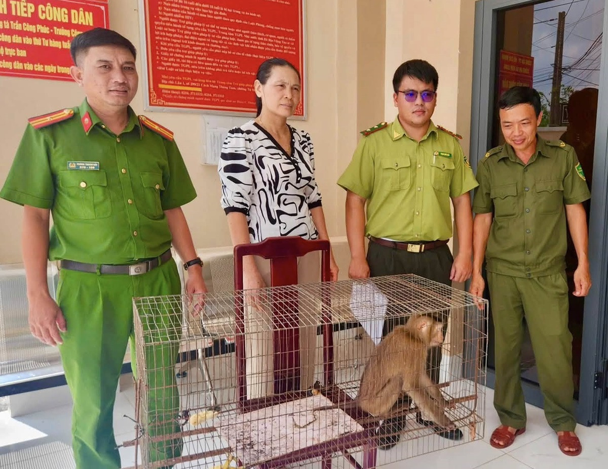 Khỉ đuôi lợn quý hiếm bất ngờ xuất hiện trong vườn nhà dân ở TPHCM.jpg