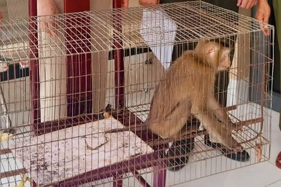  Phát hiện khỉ đuôi lợn quý hiếm trong vườn nhà dân ở TPHCM 