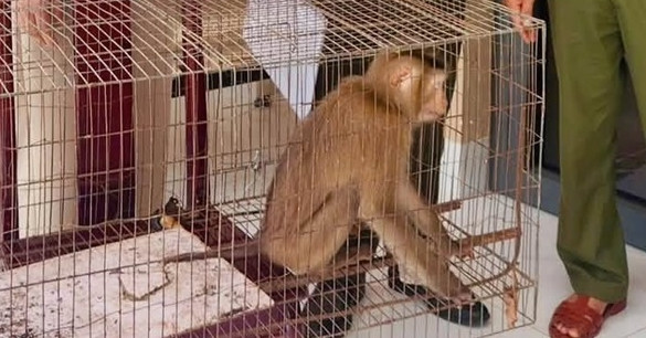 Phát hiện khỉ đuôi lợn quý hiếm trong vườn nhà dân ở TPHCM