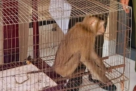 Phát hiện khỉ đuôi lợn quý hiếm trong vườn nhà dân ở TPHCM