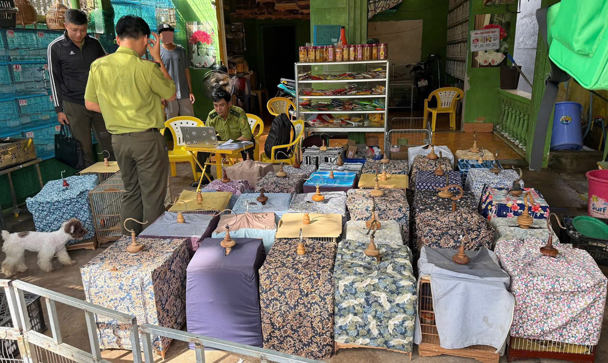 Tạm giữ 35 chim chào mào không rõ nguồn gốc tại tiệm sinh vật cảnh ở TPHCM..png