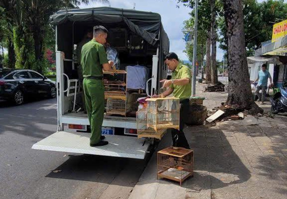 Tạm giữ 35 chim chào mào không rõ nguồn gốc tại tiệm sinh vật cảnh ở TPHCM.jpg