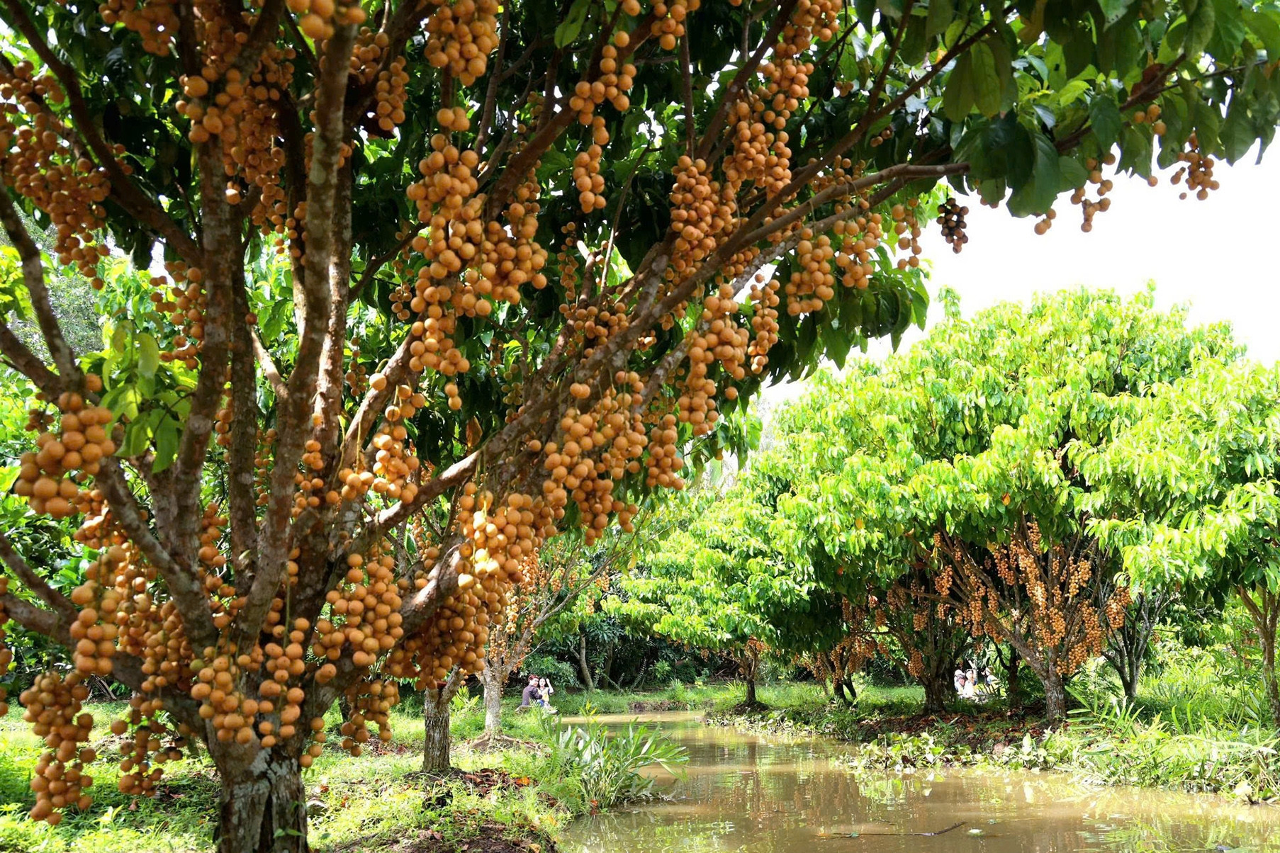 Vườn trái cây sai trĩu từ gốc đến ngọn của cô chủ Cần Thơ hút khách