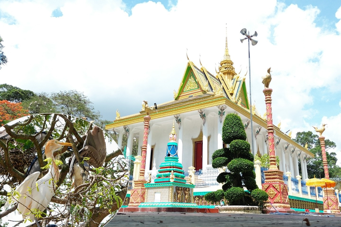 Ngôi cổ tự 3 thế kỷ là 'mái nhà' của đàn chim trời