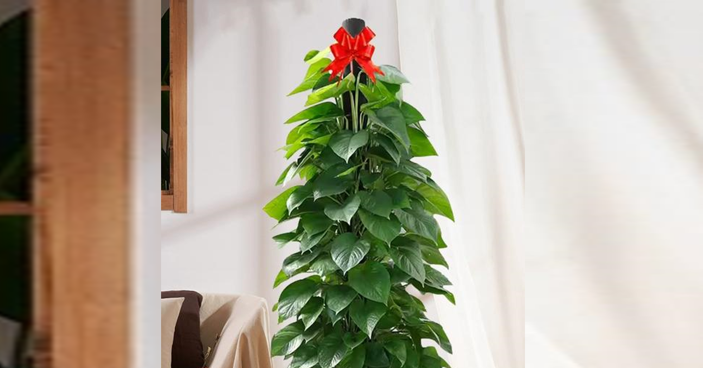 Top 3 loại cây có thể giúp hóa giải góc nhọn, đường đâm thẳng vào nhà