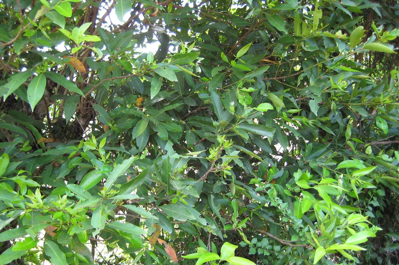 Cơ thể sẽ thay đổi ra sao nếu mỗi ngày bạn uống một cốc nước vối?