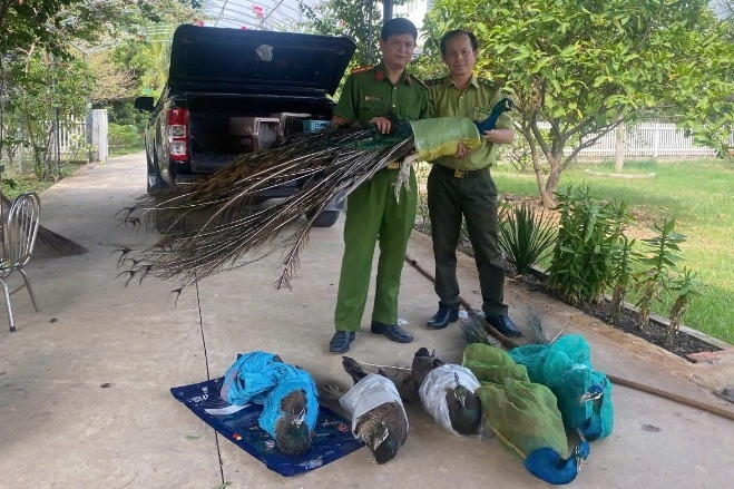 Hai người đàn ông tự nguyện giao nộp 9 chim công quý hiếm nuôi làm cảnh nhiều năm