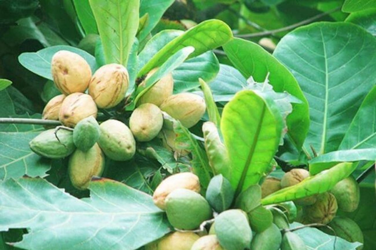 Cây bóng mát quen thuộc là 'kho báu' chất kháng khuẩn, tiêu viêm