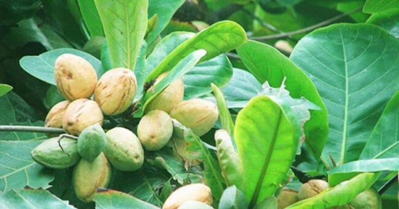 Cây bóng mát quen thuộc là "kho báu" chất kháng khuẩn, tiêu viêm