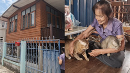 meohoang.jpg