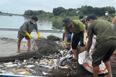 Cận cảnh thu gom, xử lý hơn 100 tấn cá chết ở hồ Trị An