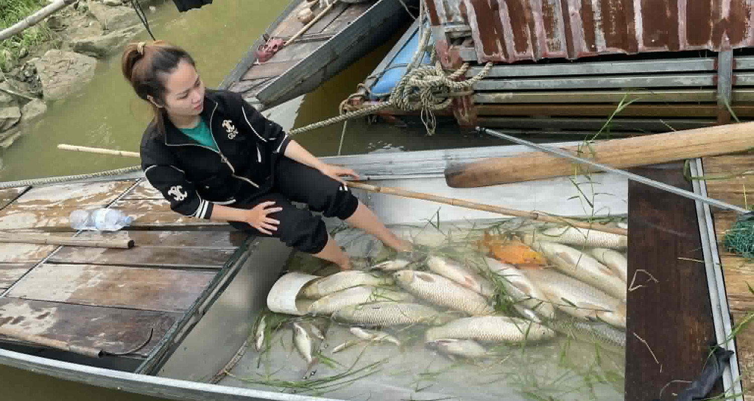 Cá nuôi lồng trên sông Lam bất ngờ nổi trắng mặt nước, chết hàng loạt