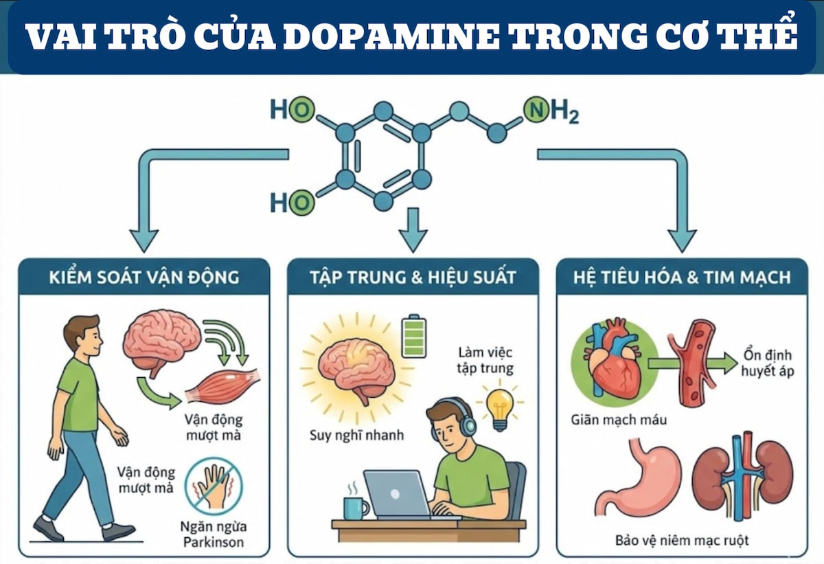 dopamine la gi 3.jpg