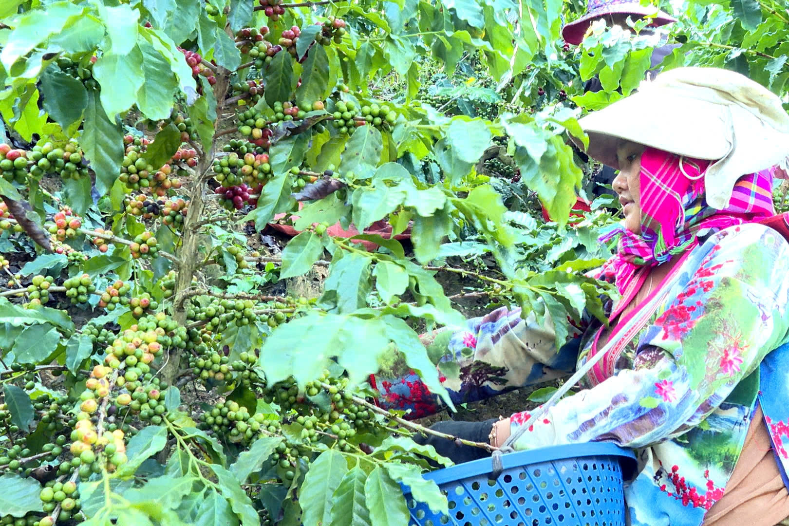 Nỗi lo sinh kế khi gieo 'vàng đen' và phao cứu sinh của nông dân Điện Biên
