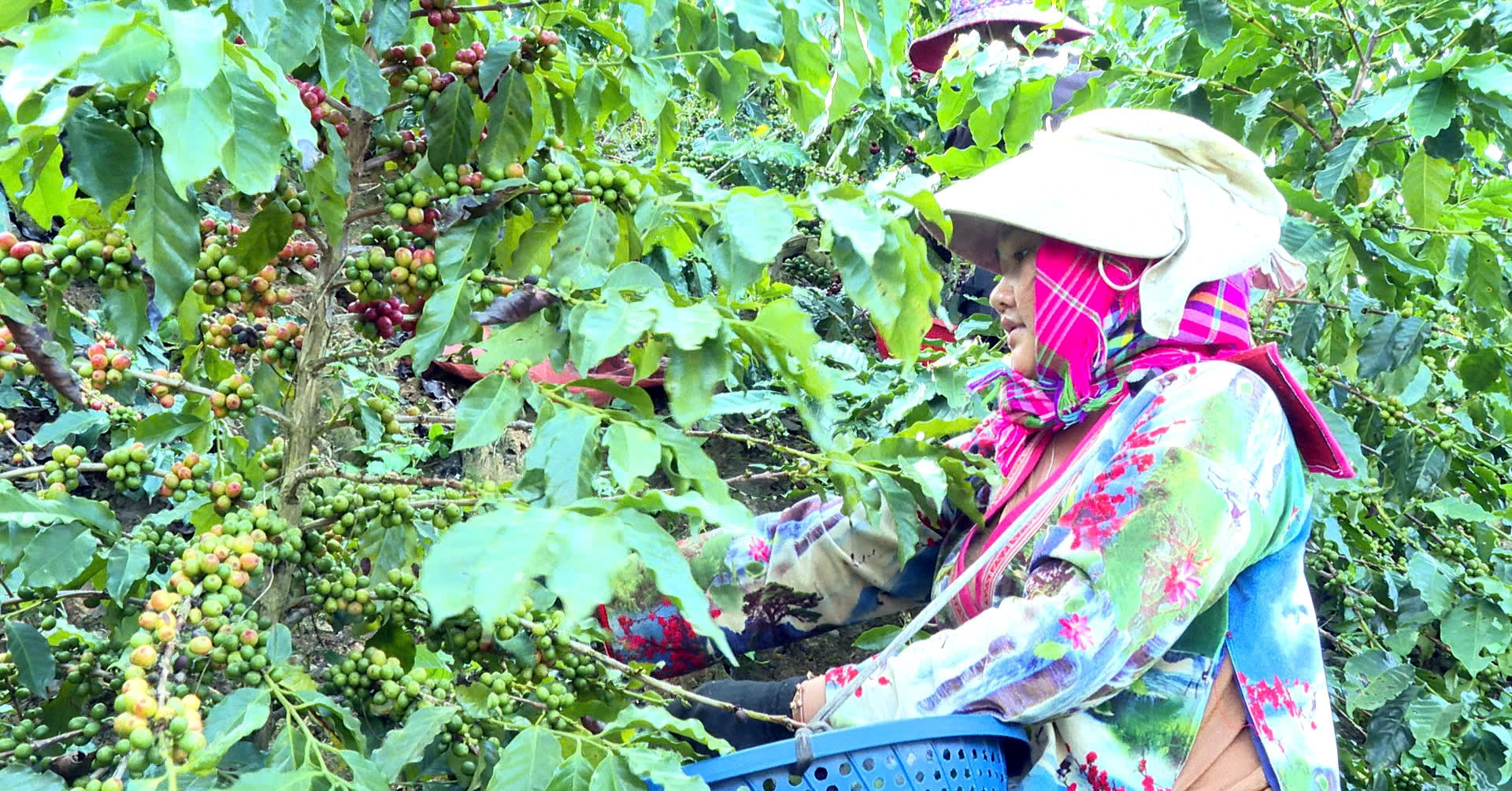 Nỗi lo sinh kế khi gieo 'vàng đen' và phao cứu sinh của nông dân Điện Biên