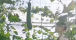 Biến sân thượng 70m² thành vườn rau sạch, chị Tuyền tự chữa lành sau biến cố sức khỏe