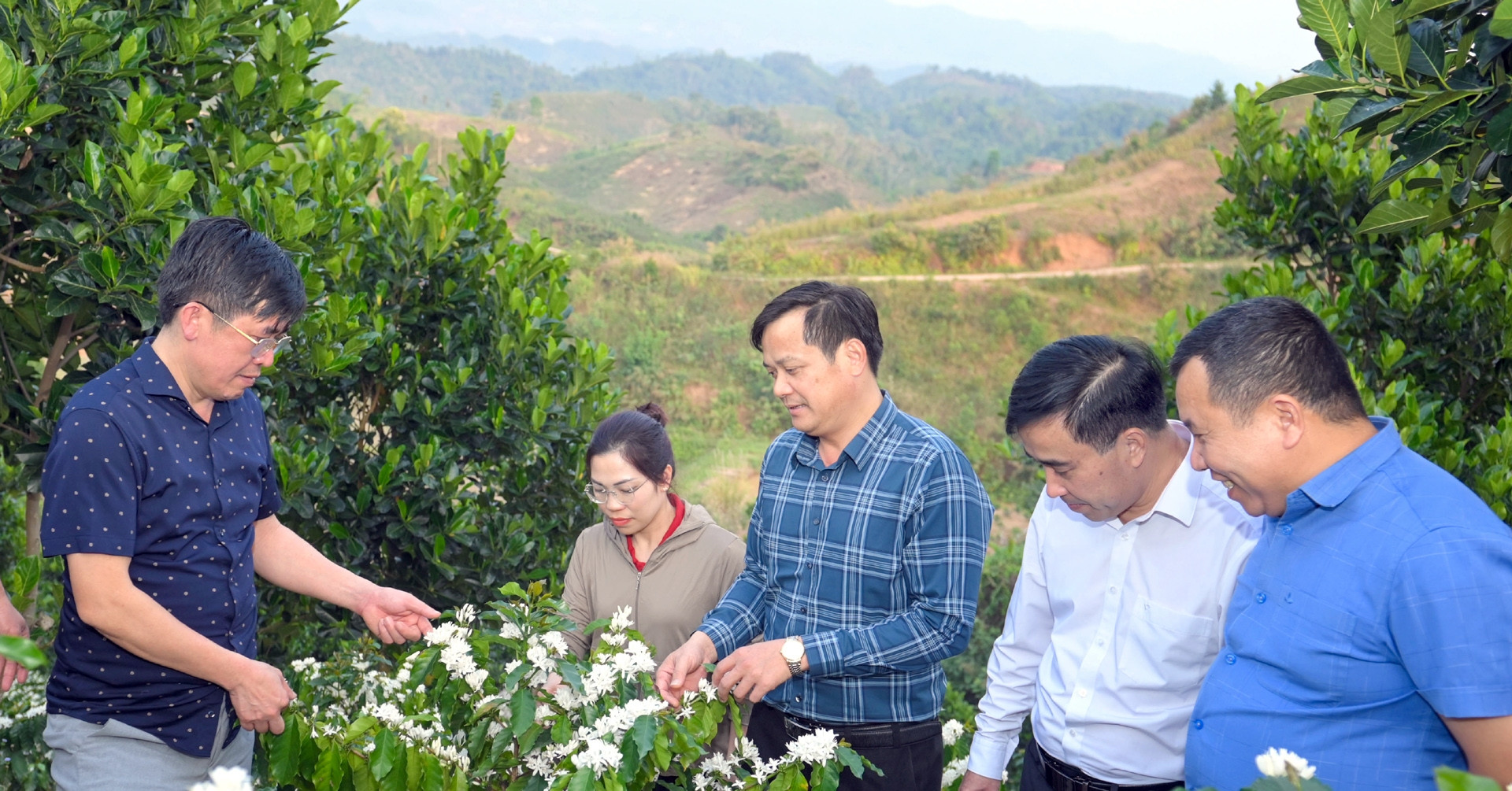 Phó Chủ tịch tỉnh Điện Biên: Giá cà phê giờ minh bạch, không ép được nữa