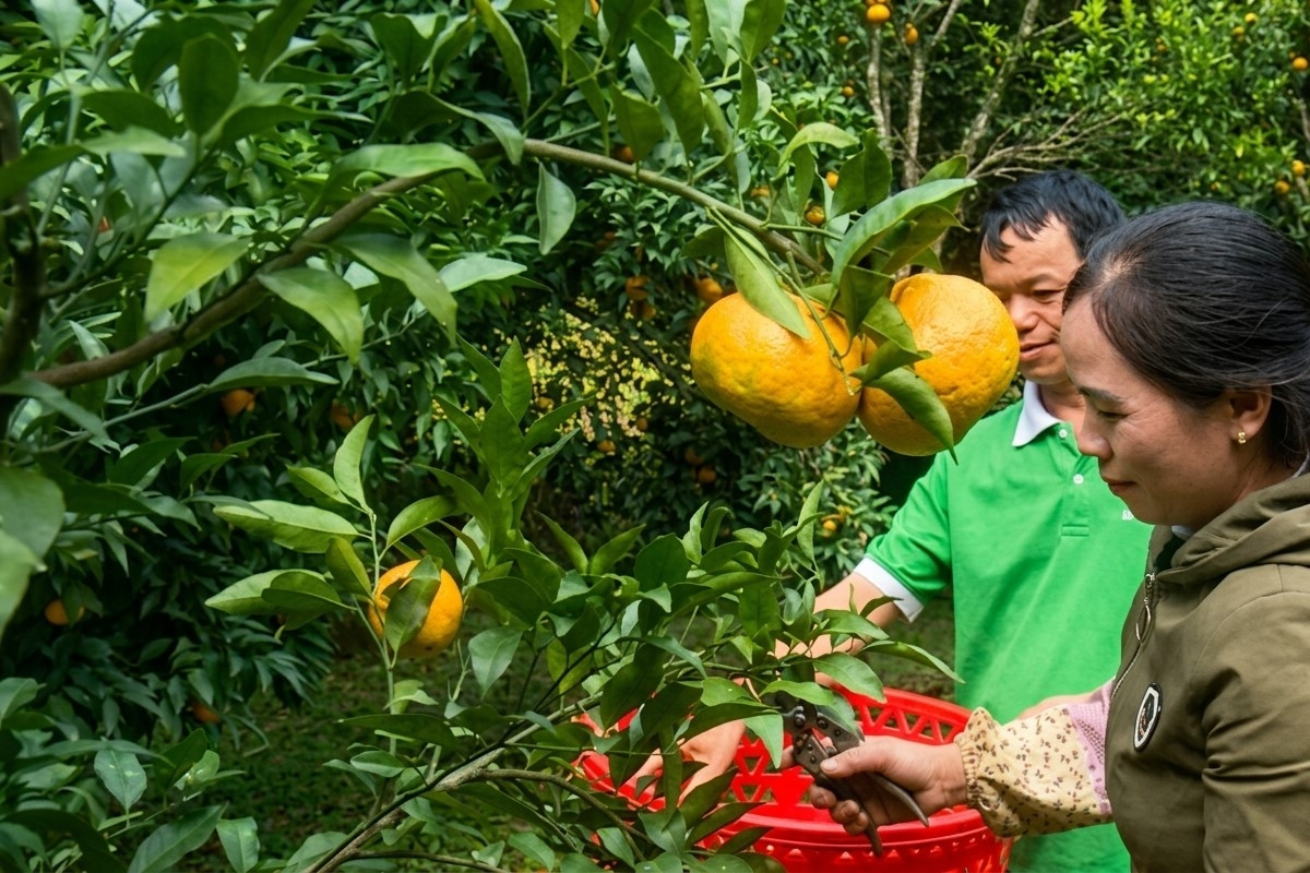 Truyền thông về tín dụng chính sách xã hội giúp người dân giảm nghèo bền vững