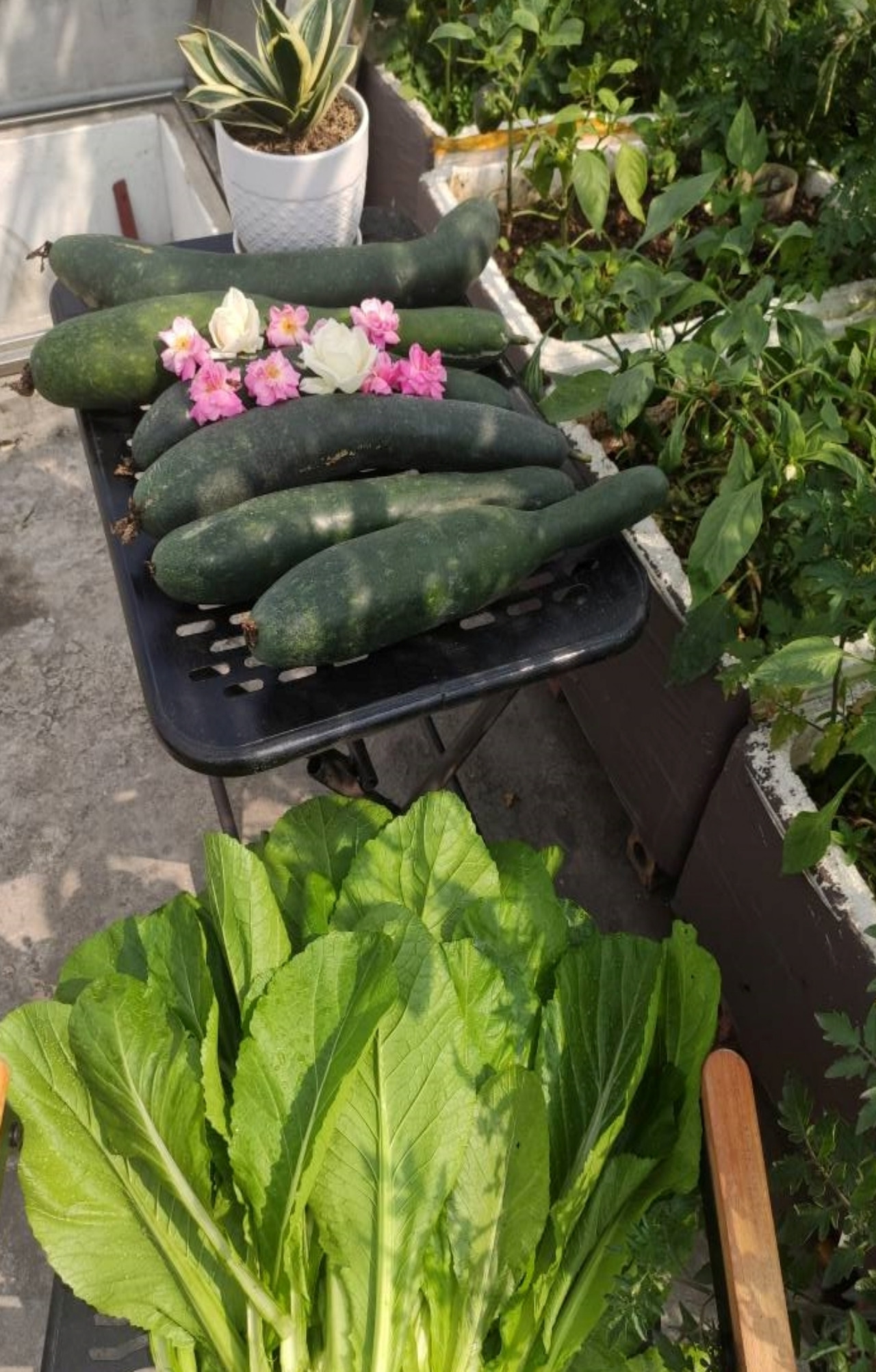 https://static-images.vnncdn.net/vps_images_publish/000001/000003/2026/5/5/vuon-san-thuong-32-2629.jpg