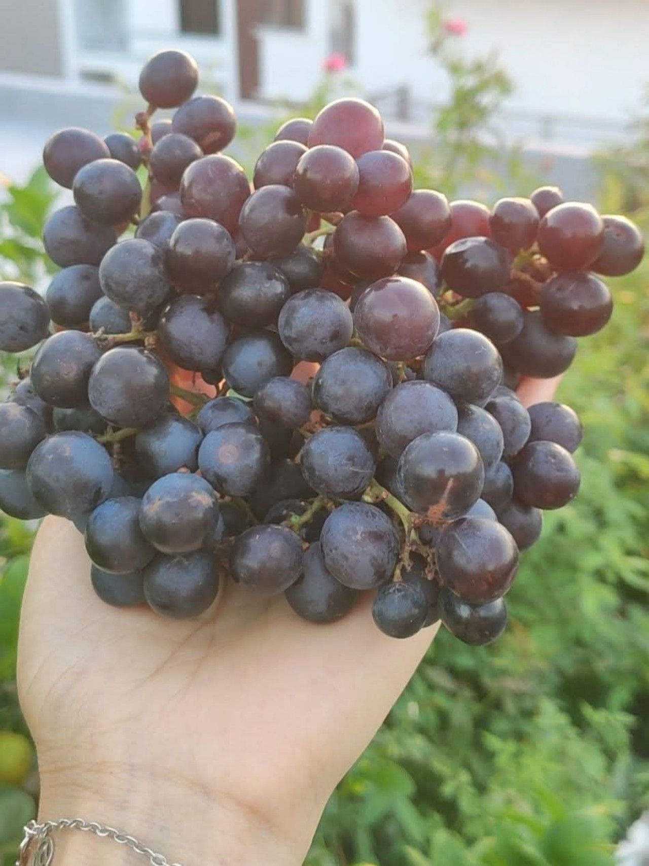 https://static-images.vnncdn.net/vps_images_publish/000001/000003/2026/5/5/vuon-san-thuong-4-2633.jpg