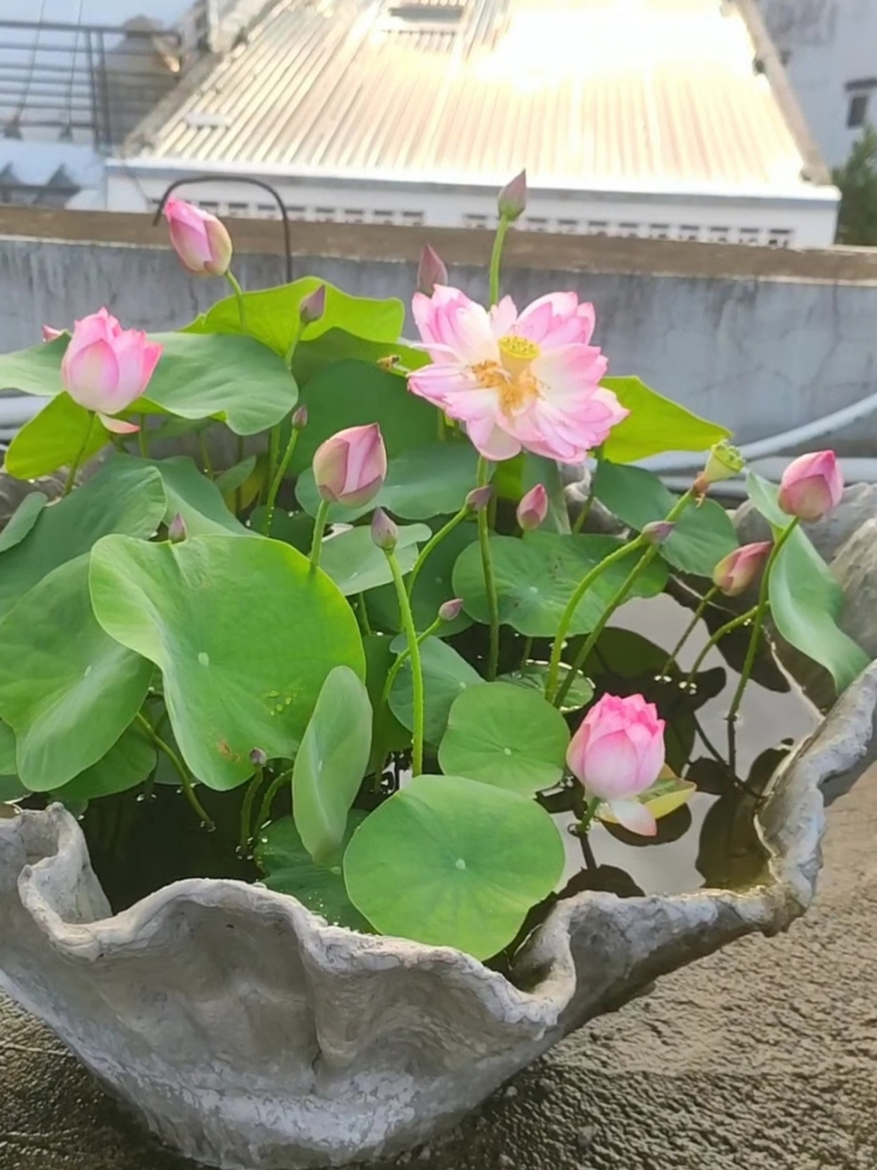 https://static-images.vnncdn.net/vps_images_publish/000001/000003/2026/5/5/vuon-san-thuong-5-2634.jpg