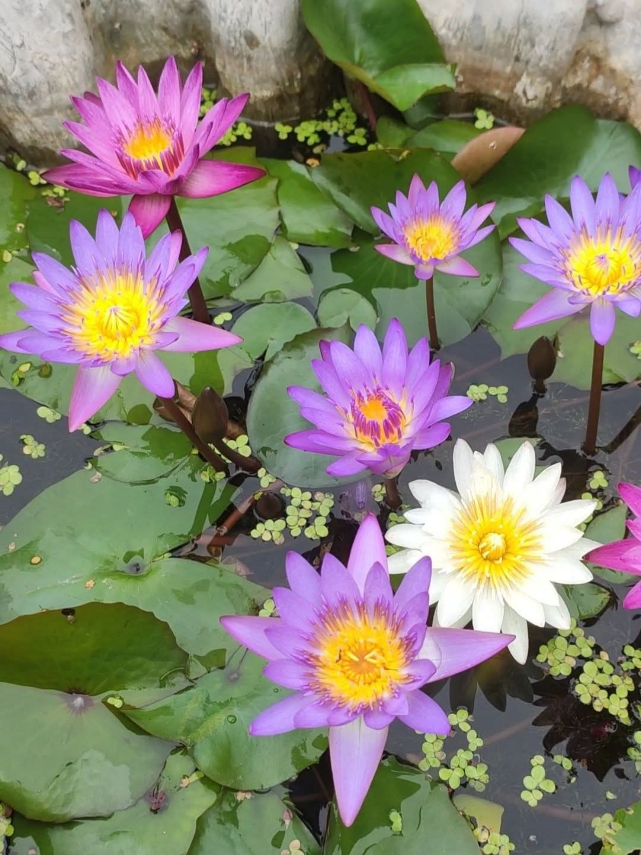 https://static-images.vnncdn.net/vps_images_publish/000001/000003/2026/5/5/vuon-san-thuong-52-2636.jpg