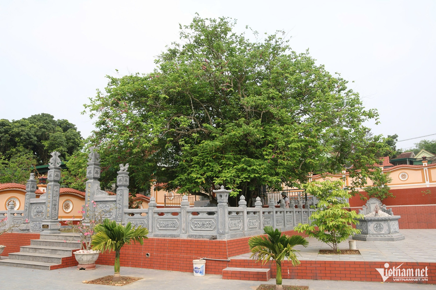 W-cây khế 1.jpg