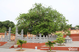 W-cây khế 1.jpg