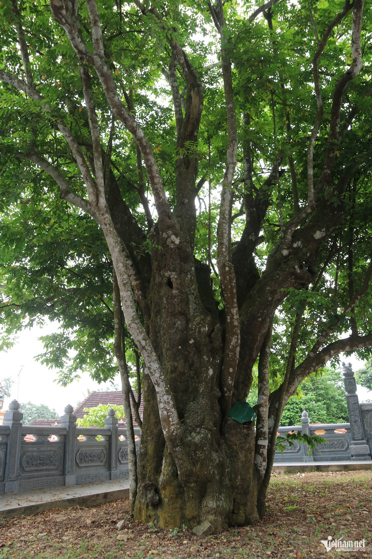 W-cây khế 2.jpg