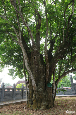 W-cây khế 2.jpg