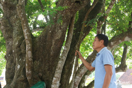 W-cây khế 5.jpg