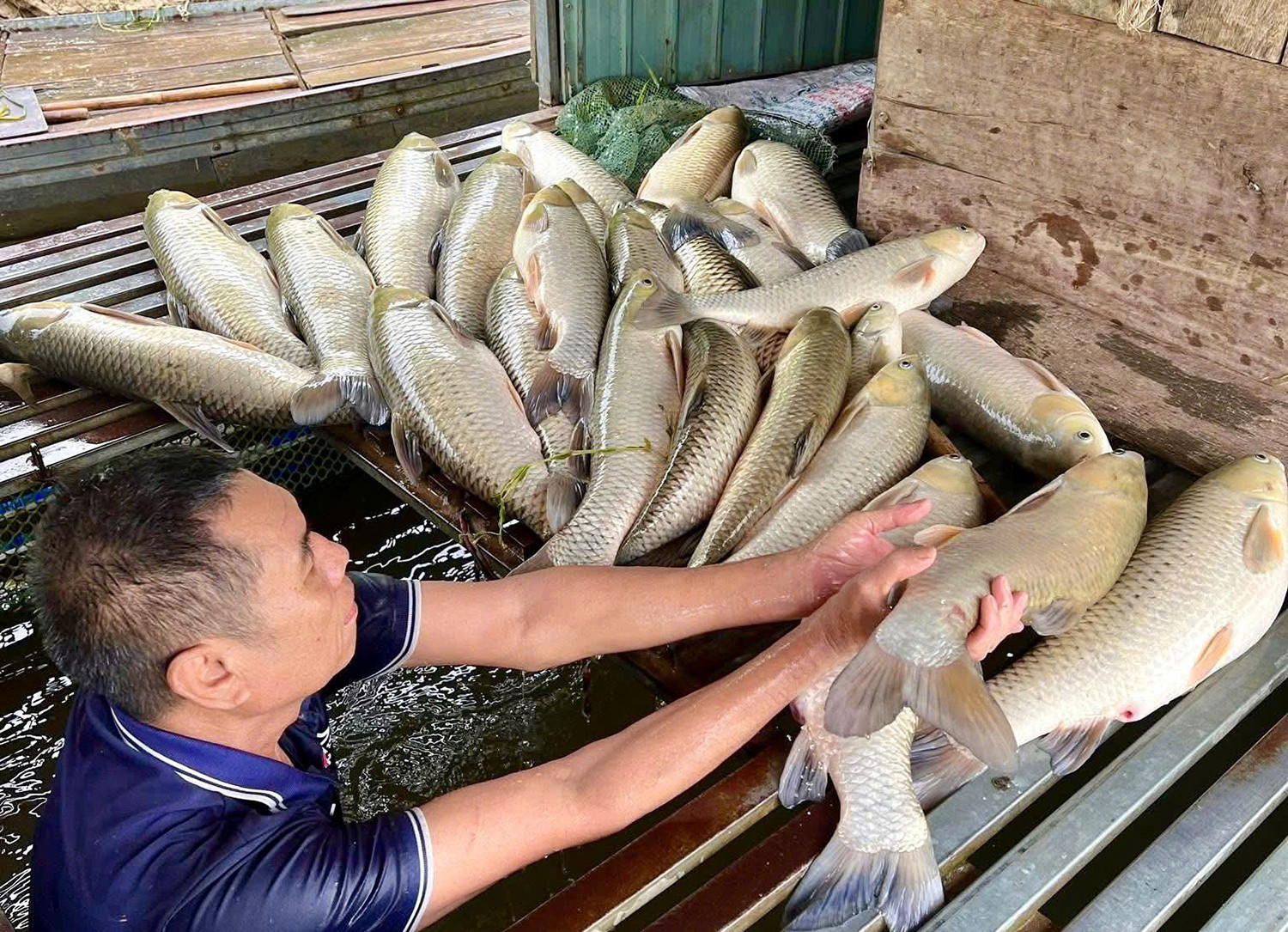 Cá nuôi lòng trên sông lam chết.jpg