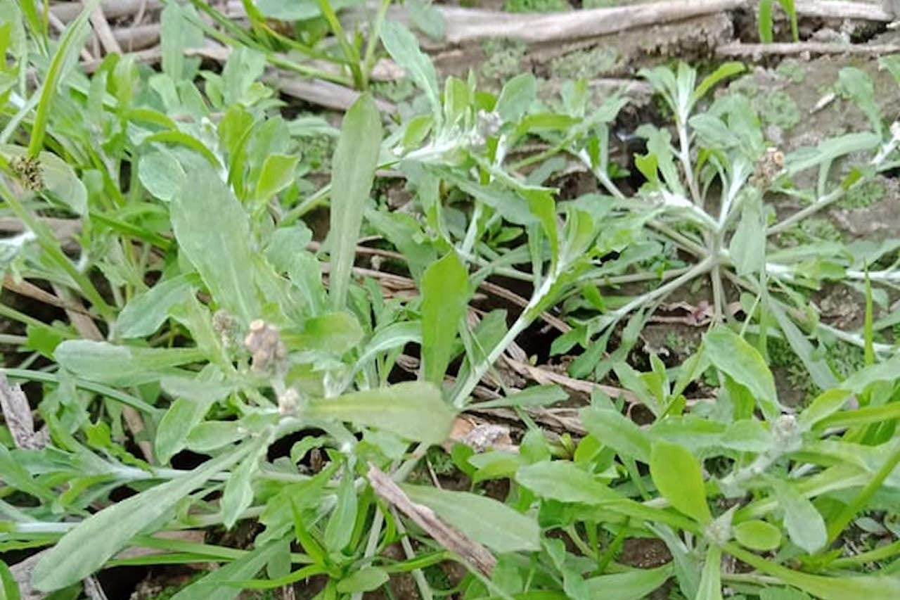 Loại rau mọc hoang làm bánh đặc sản Hà Nội, chữa ho hiệu quả