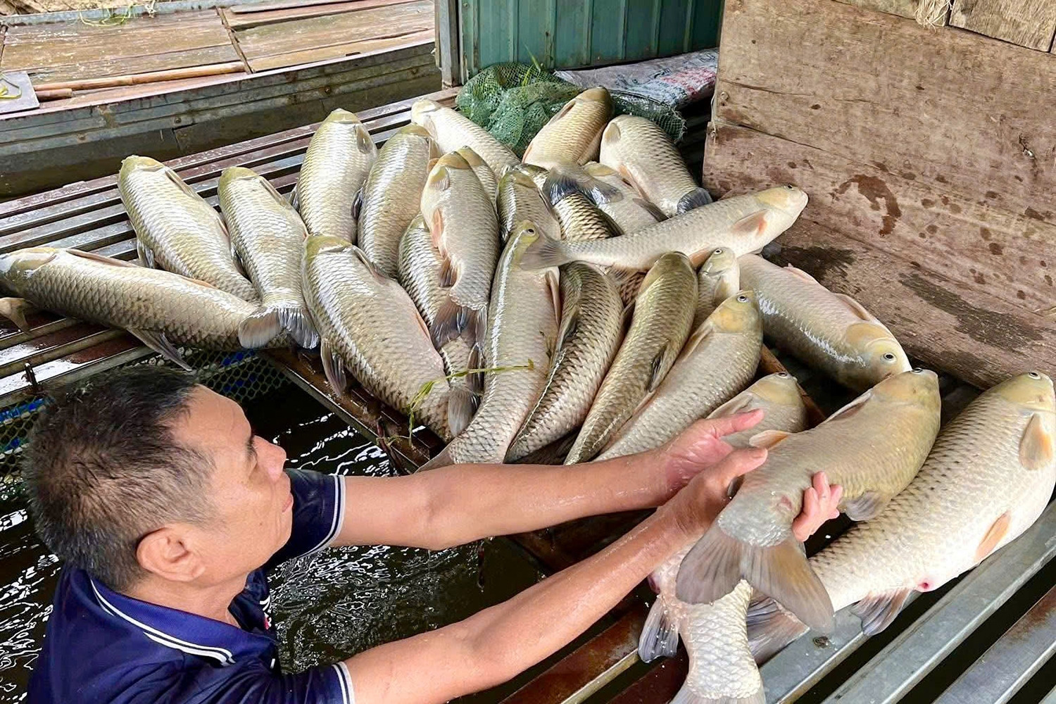 Sau trận mưa dông, gần 9 tấn cá nổi trắng sông Lam, hé lộ nguyên nhân ban đầu