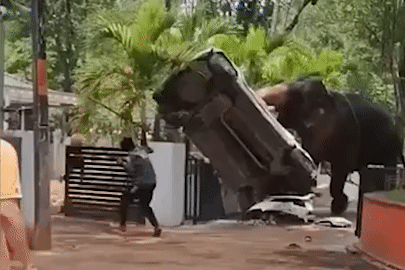 Kinh hoàng cảnh voi nổi điên hất tung ô tô, khiến 1 người thiệt mạng