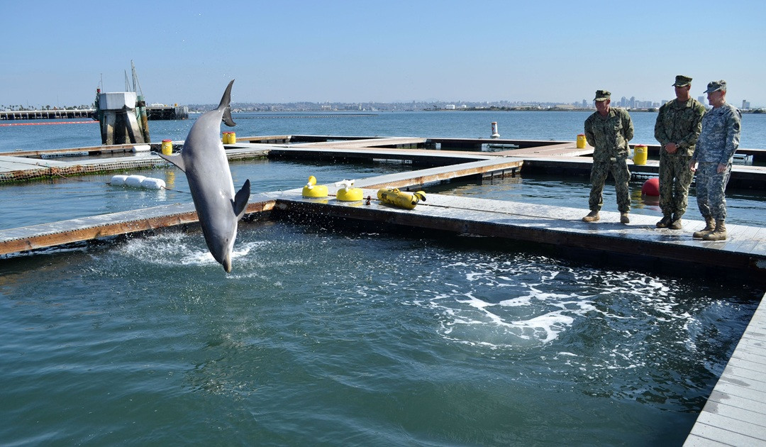 MMP Dolphin 120312 N FN215 372.jpg