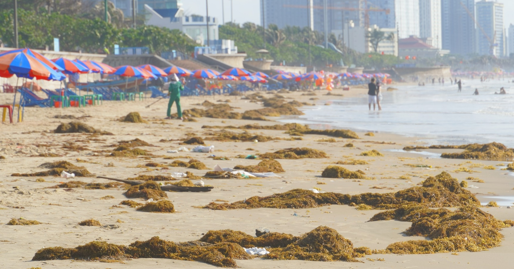 Rong biển phủ kín Bãi Sau Vũng Tàu