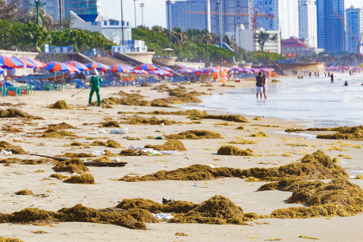 Rong biển phủ kín Bãi Sau Vũng Tàu