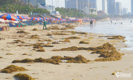W-Rong biển phủ kín Bãi Sau Vũng Tàu, công nhân nhọc nhằn thu gom mỗi ngày.jpg