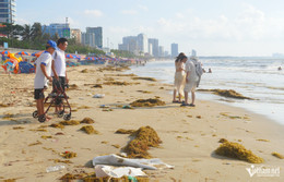 W-Rong biển phủ kín Bãi Sau Vũng Tàu, công nhân nhọc nhằn thu gom mỗi ngày.2.jpg