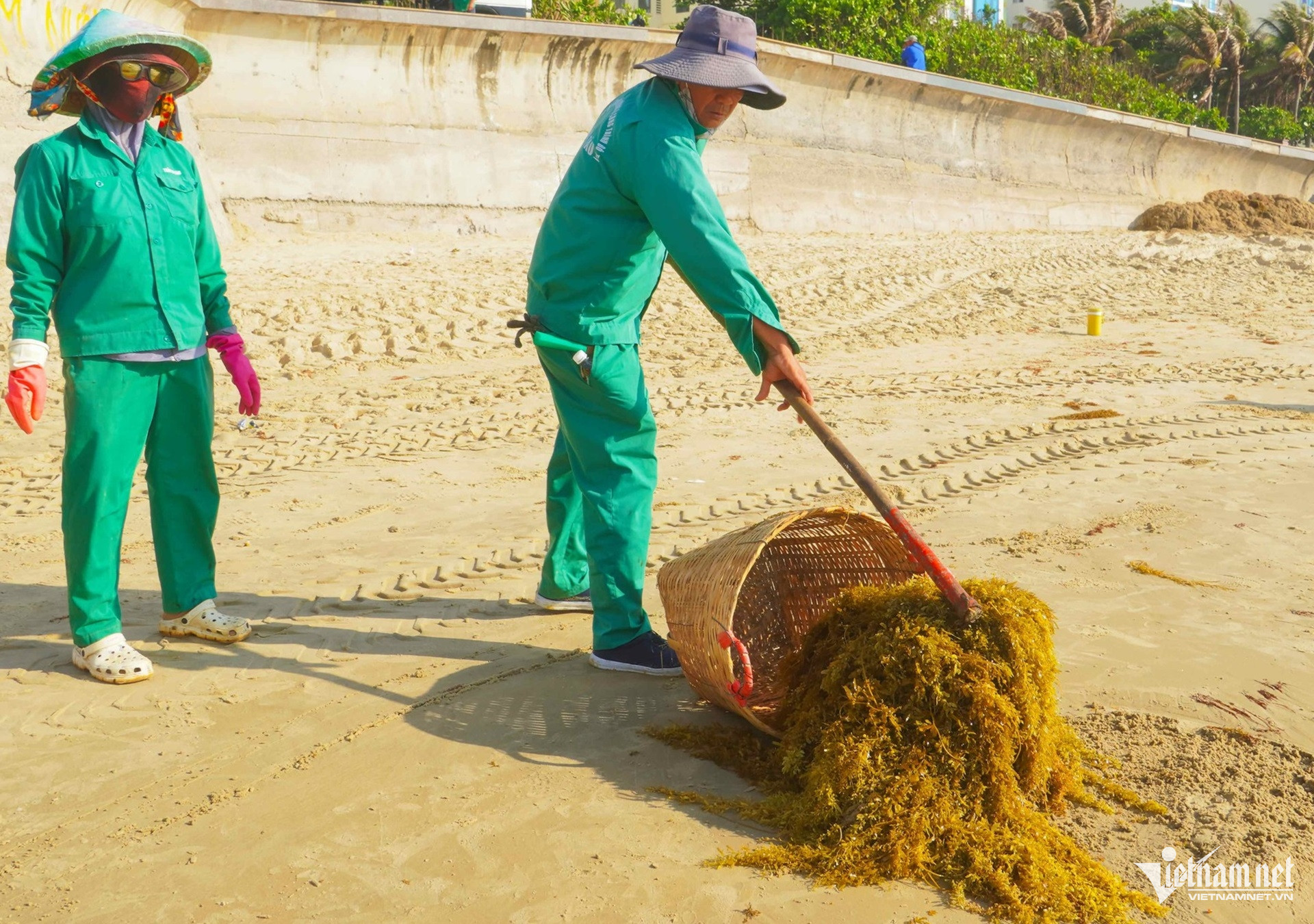 W-Rong biển phủ kín Bãi Sau Vũng Tàu, công nhân nhọc nhằn thu gom mỗi ngày.5.jpg
