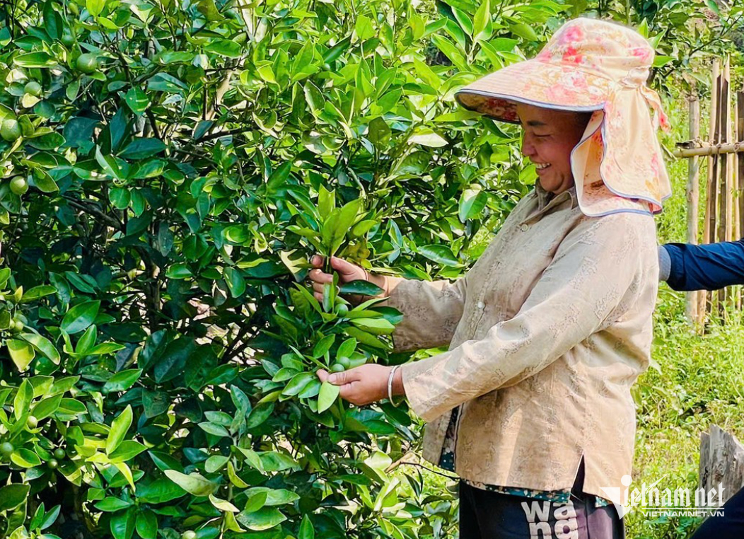 W-tương dương an.png