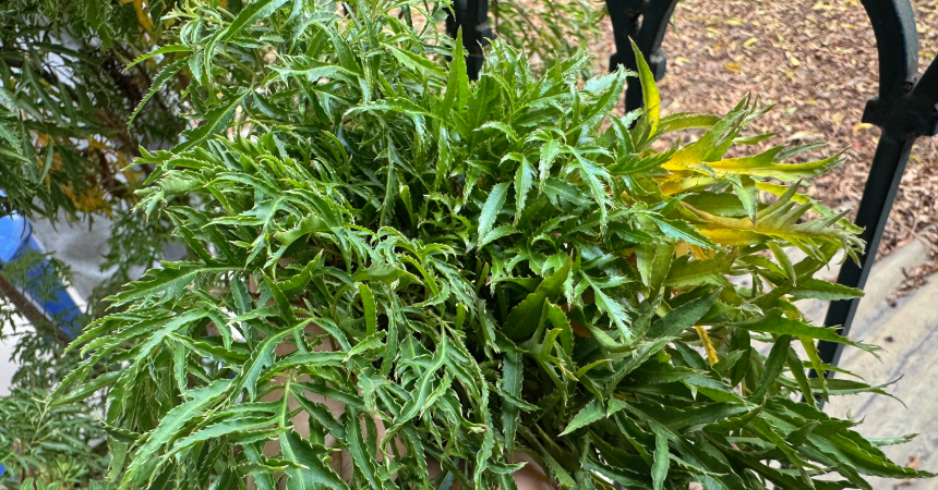 Người đàn ông không thể đi lại vì uống đinh lăng, rễ lá lốt suốt nhiều năm