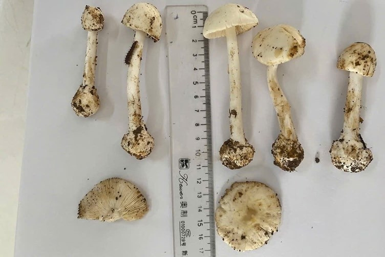 Thêm một bệnh nhân tử vong sau khi ăn canh nấm ở Sơn La
