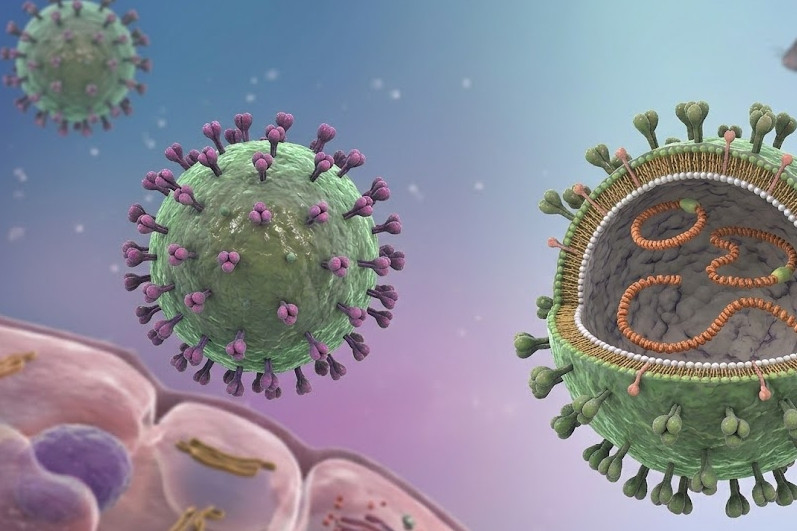 Hantavirus dễ nhầm với cúm có thể chuyển nặng nhanh